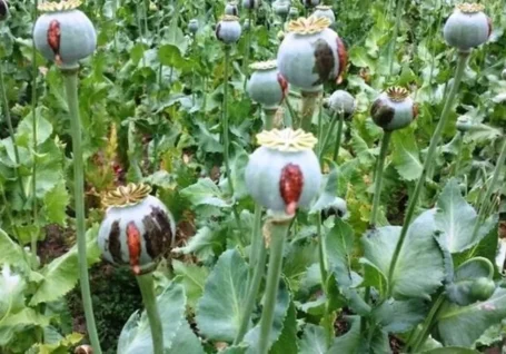 کشت خشخاش در ایران ۳ برابر شد