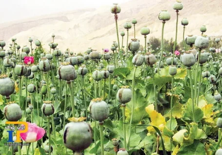 زنگ خطر کشت خشخاش در ایران؛ جای برنج خشخاش می کارند