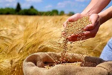 دولت و آزمون دشوار اعتمادسازی در خرید تضمینی گندم