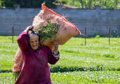 عکس/ برگ سبز چای؛ از مزرعه تا چایخانه