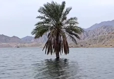تصویر نخلی که میان سیلاب بوشهر تک و تنها استوار ایستاد