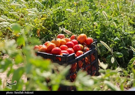 کشت مشارکتی ۳۸۲ هکتار گوجه فرنگی در اراضی آستان قدس رضوی